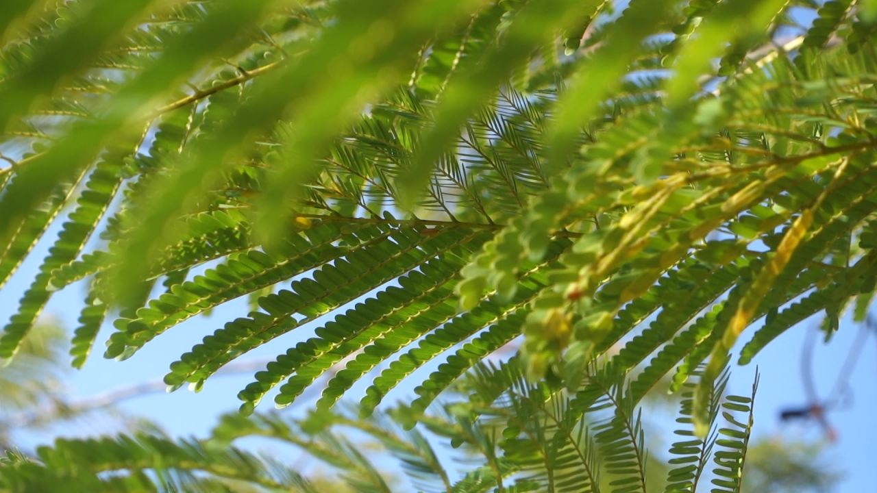 清新枝头叶子绿色植物