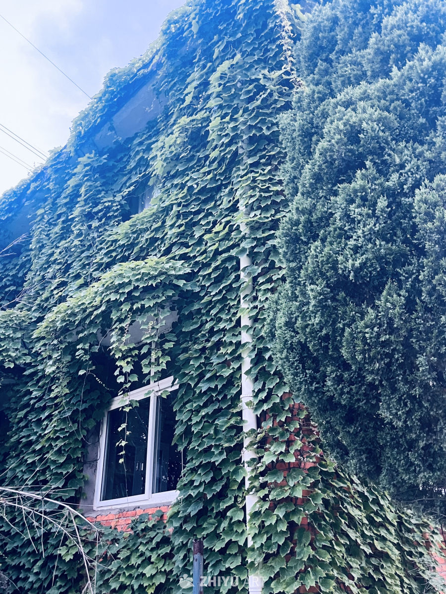 绿意盎然的墙面