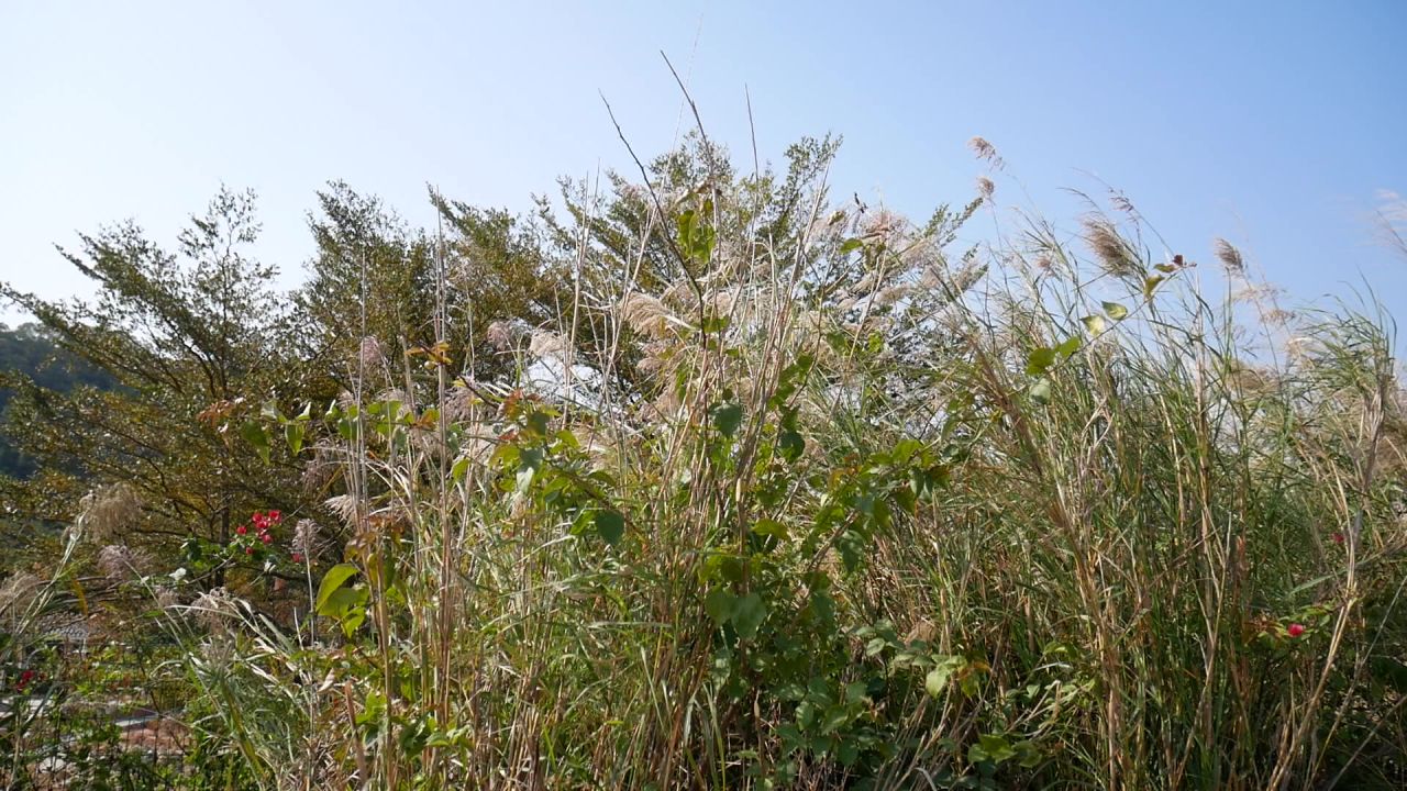 冬日阳光中的芦苇