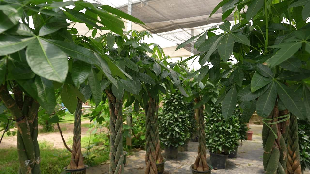 盆栽绿植花卉大棚