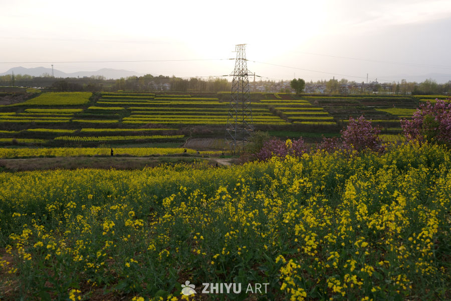 油菜花海 22
