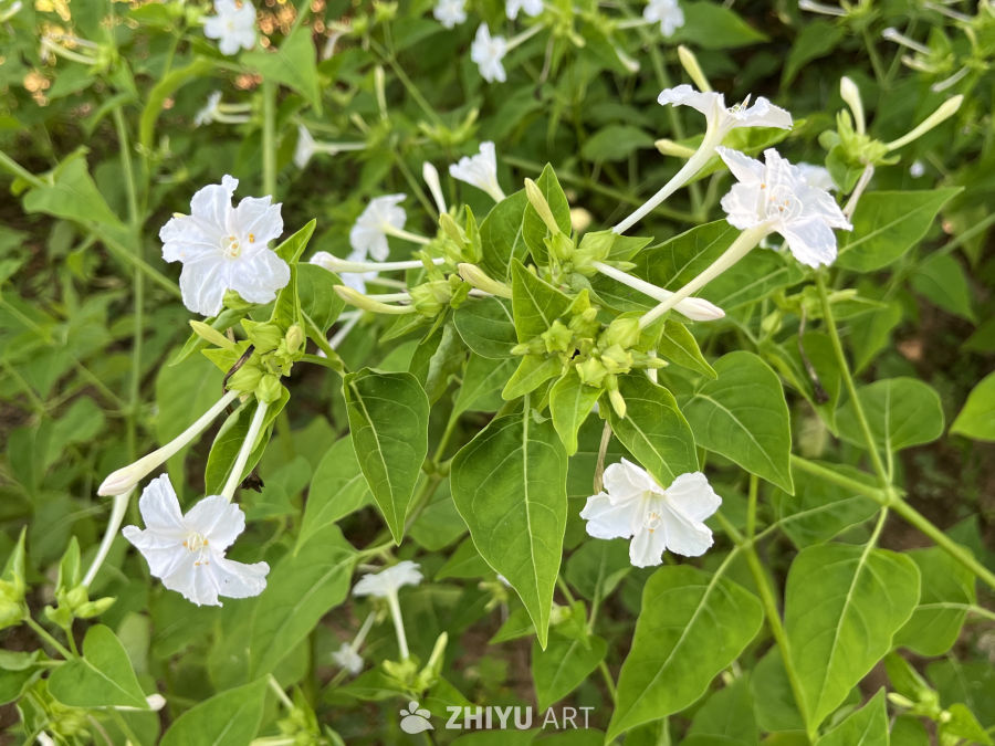 白花绿叶的宁静时光