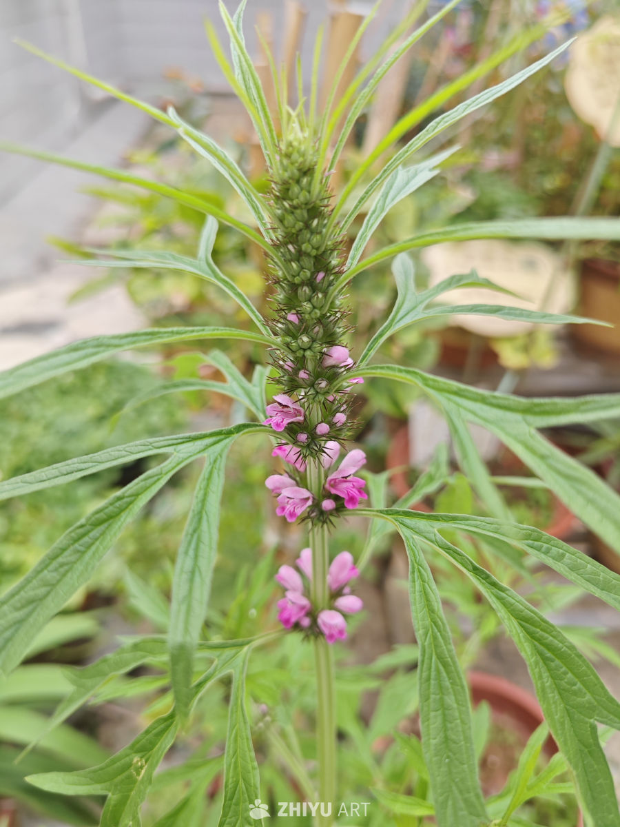 益母草 1