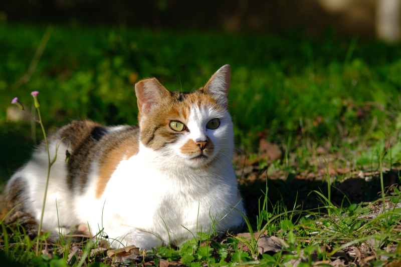 猫猫 9