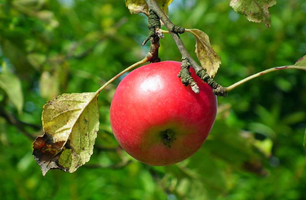 苹果水果红色成熟