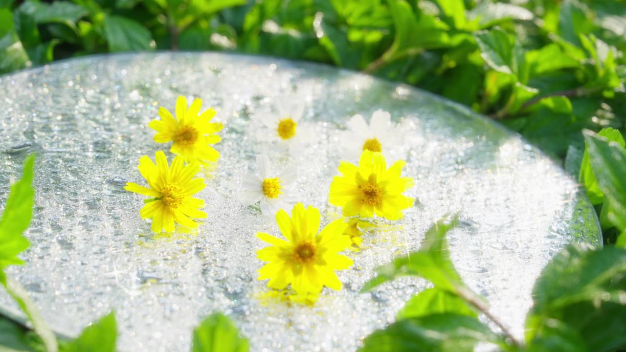 阳光下的小黄花