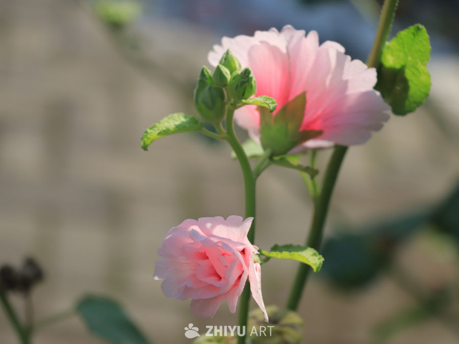 粉嫩花语：自然的温柔