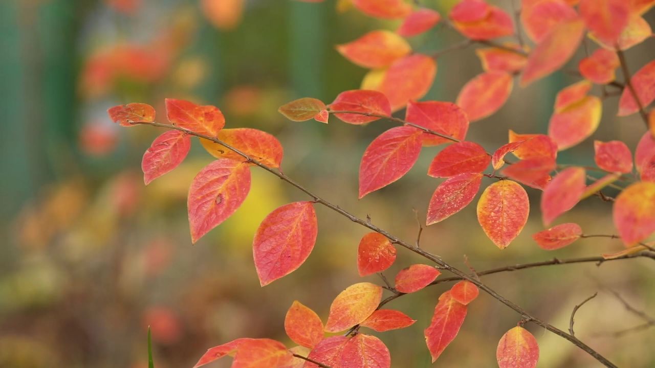 秋季叶子红色树