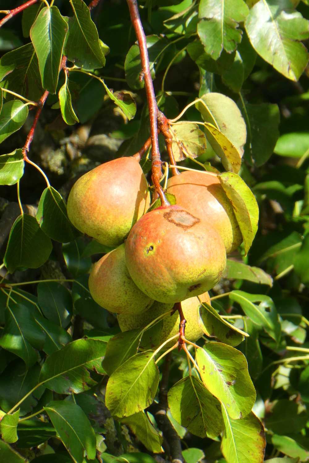 梨水果秋季食品