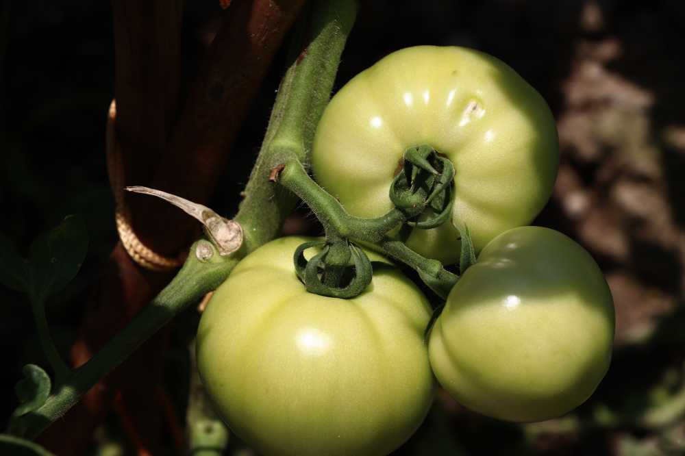 夏至时节，茁壮成长的番茄