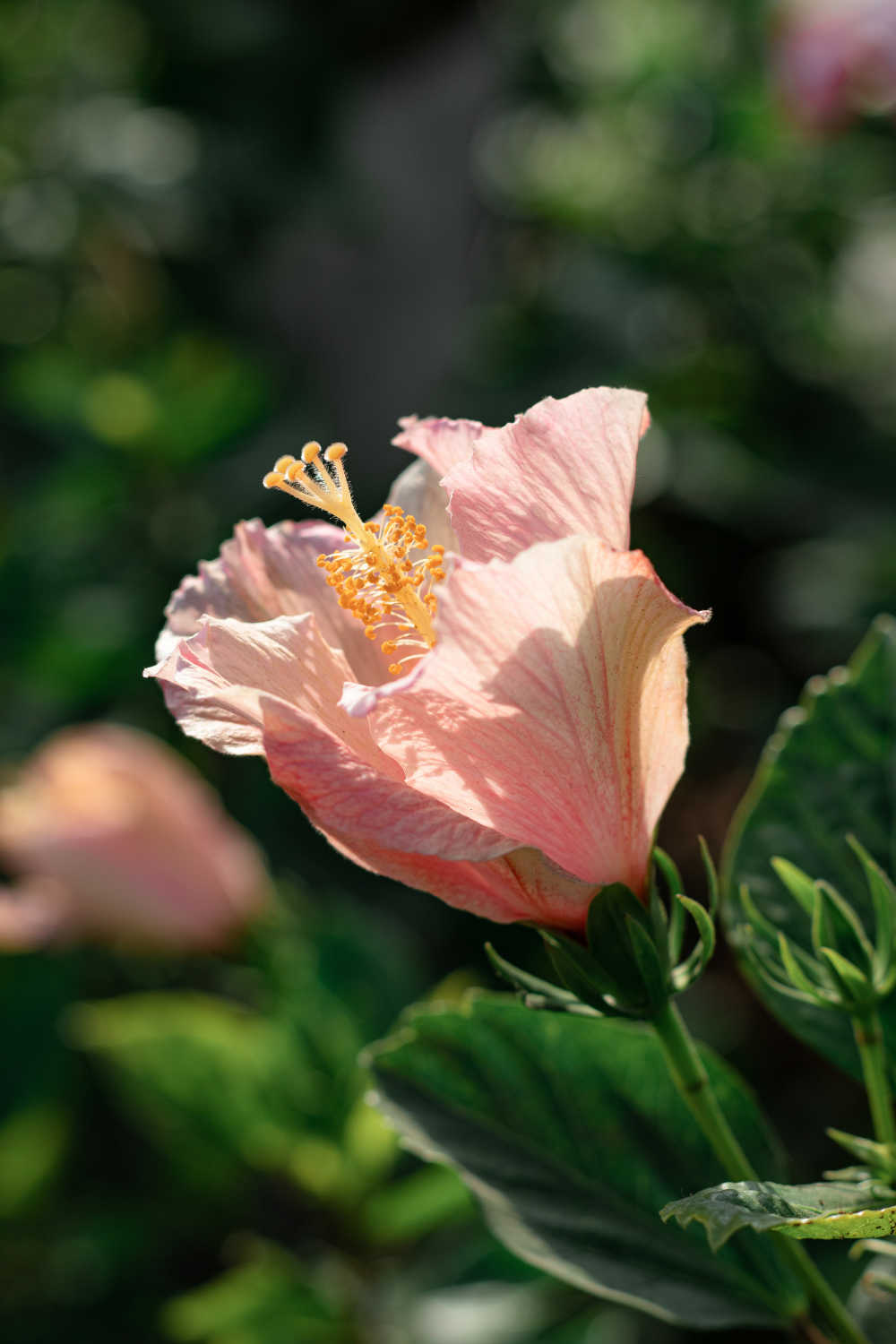 鲜花
