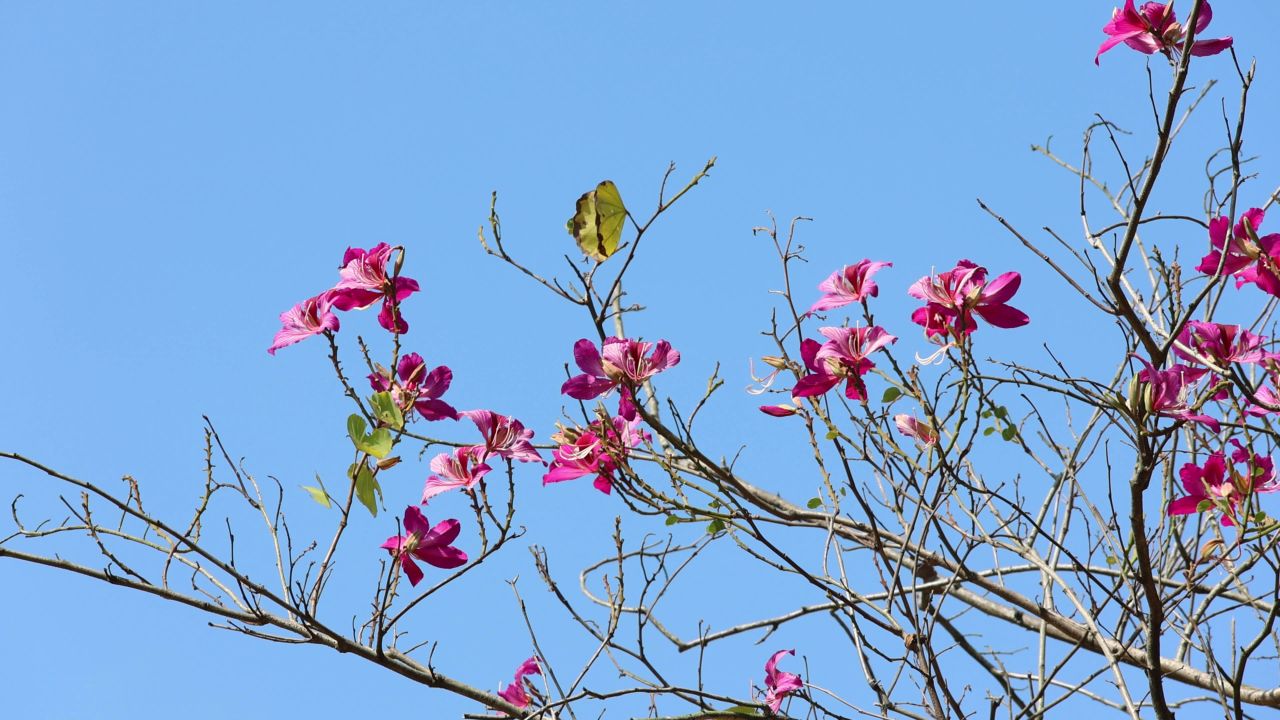 4K红花羊蹄甲花瓣遍地