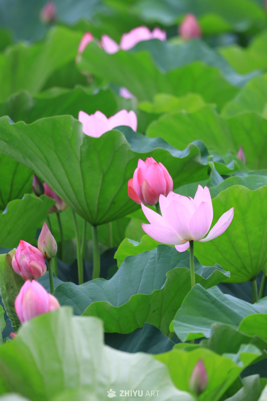 荷花 138
