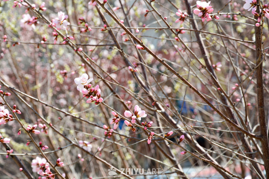春花山桃