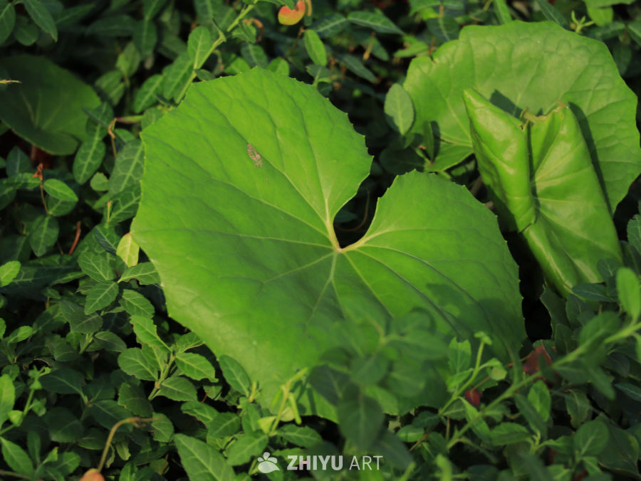 夏日里茁壮成长的绿色植物