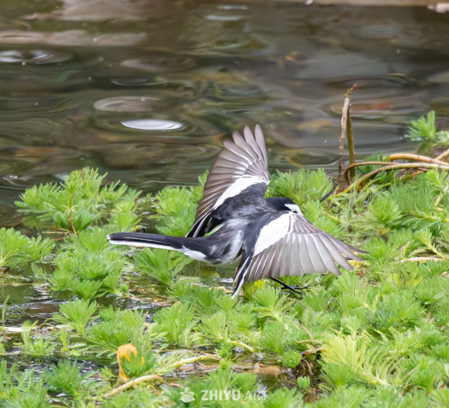 水边鹡鸰展翅瞬间