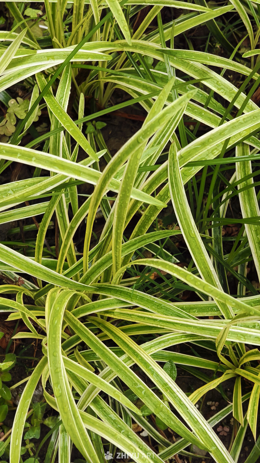 雨后绿植