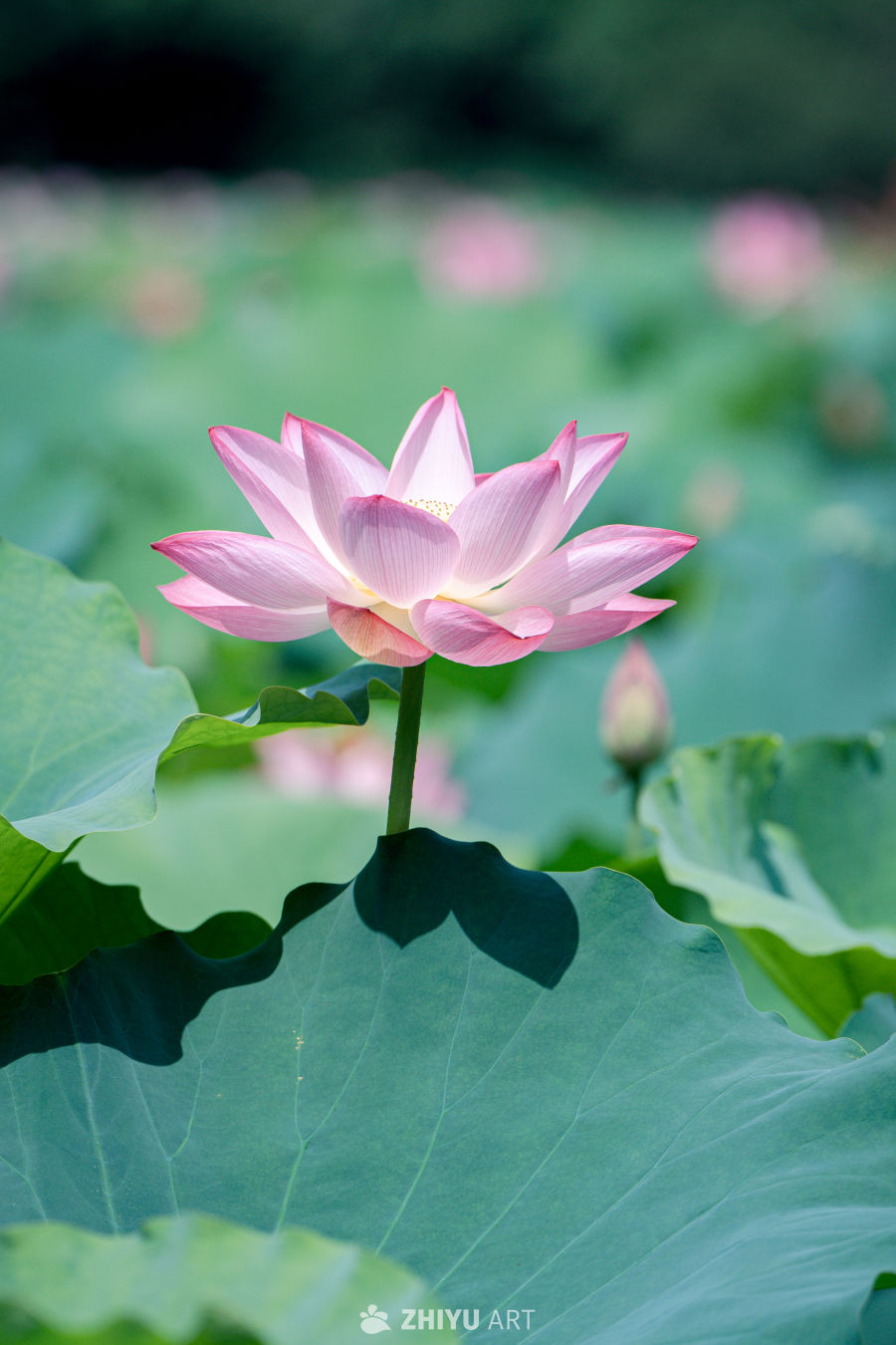 荷花 7