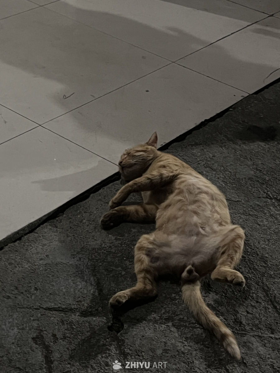 猫咪的午睡时光