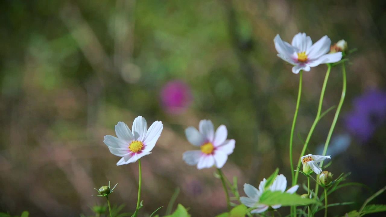 格桑花和草丛 5