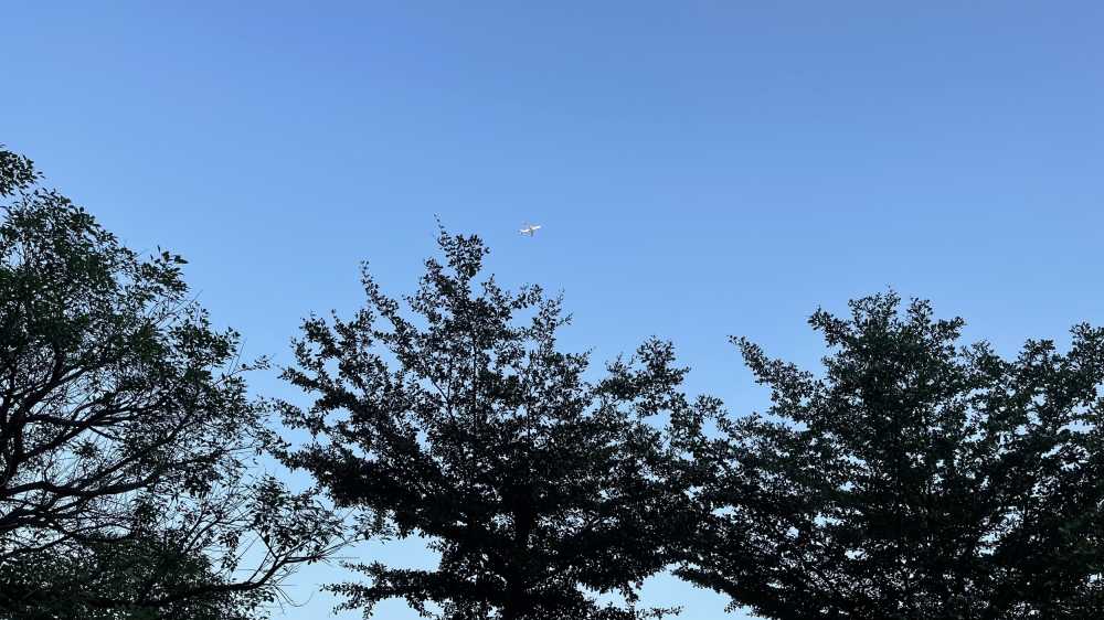 飞机掠过树梢