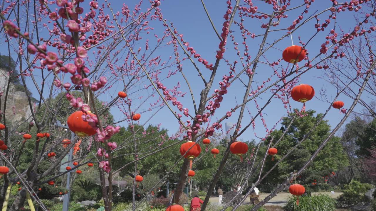 冬天的梅花 15