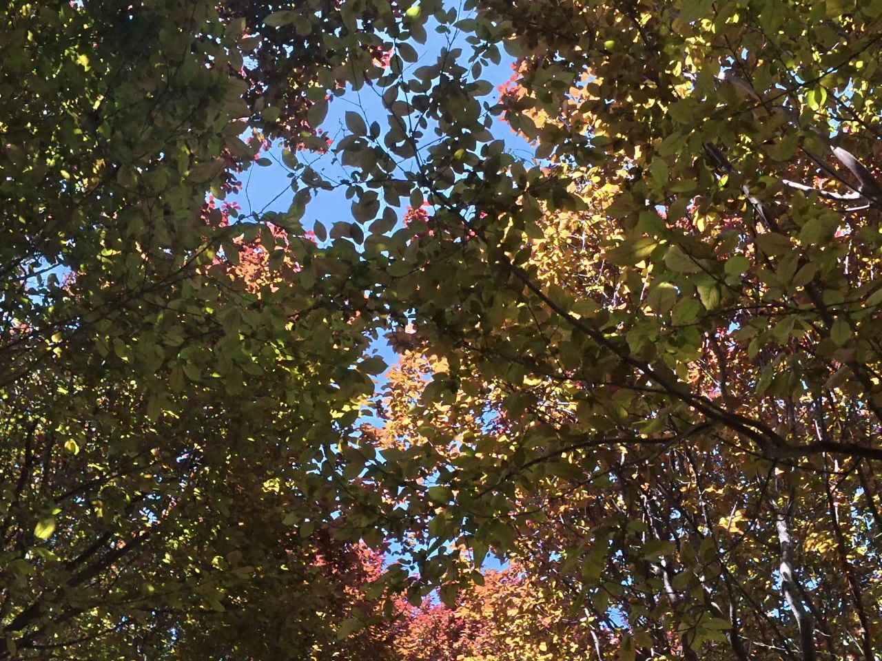 秋日树梢的光影