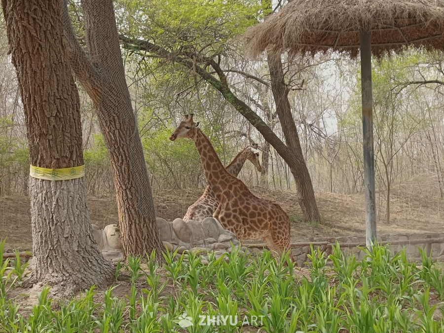 长颈鹿的悠闲时光