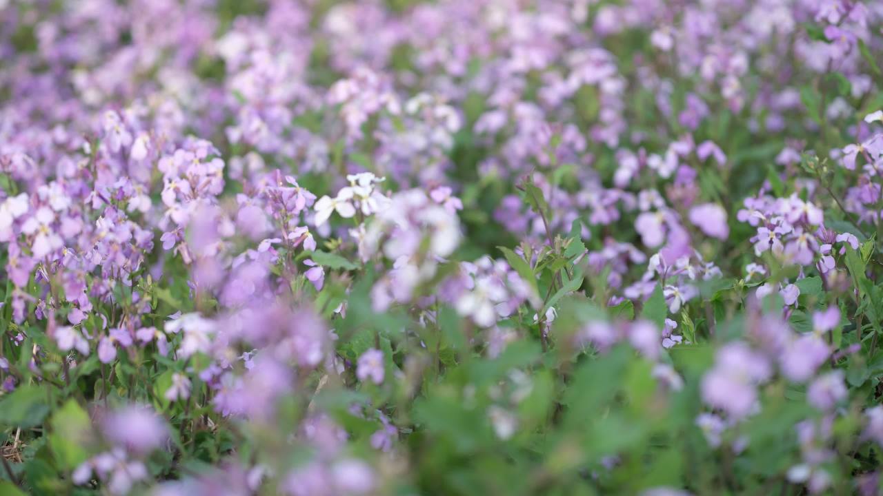 花 2