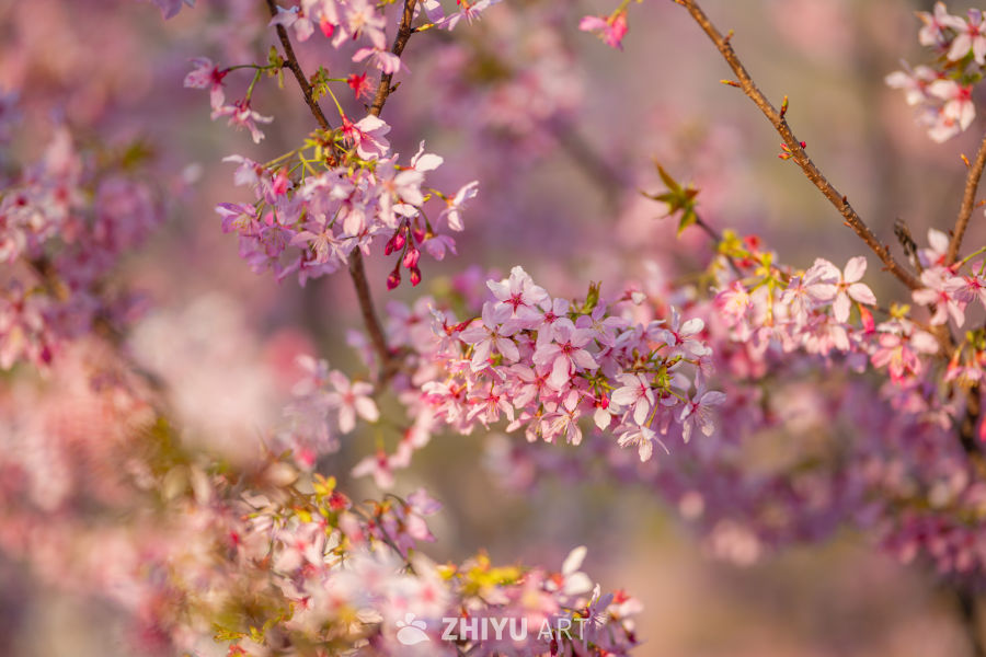 山樱漫城 茶田叠翠