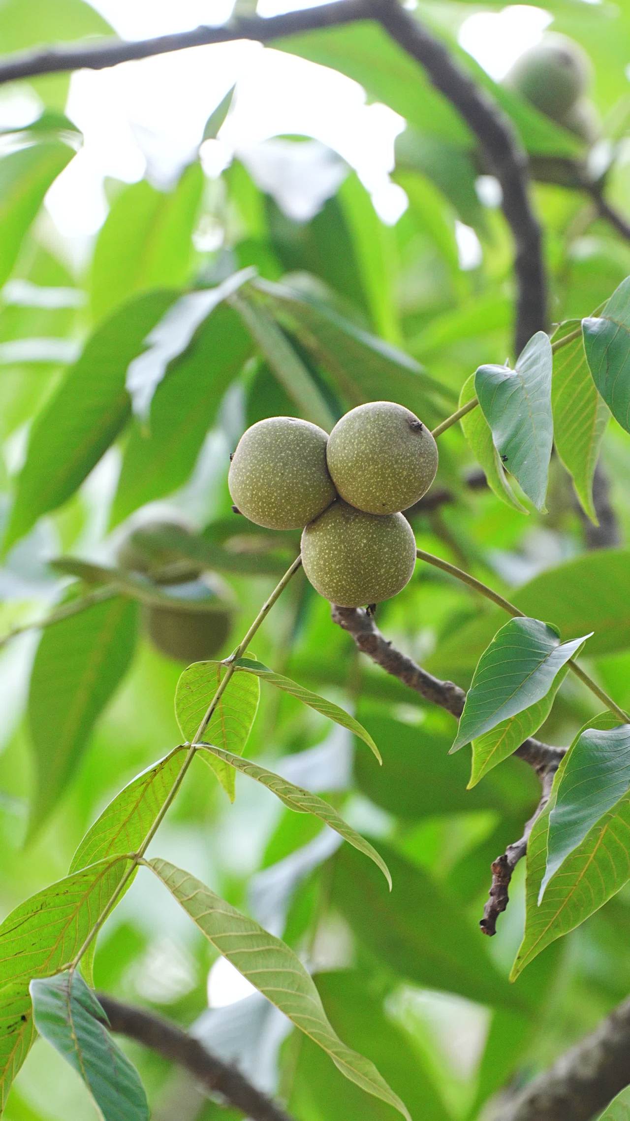 核桃树上的果实