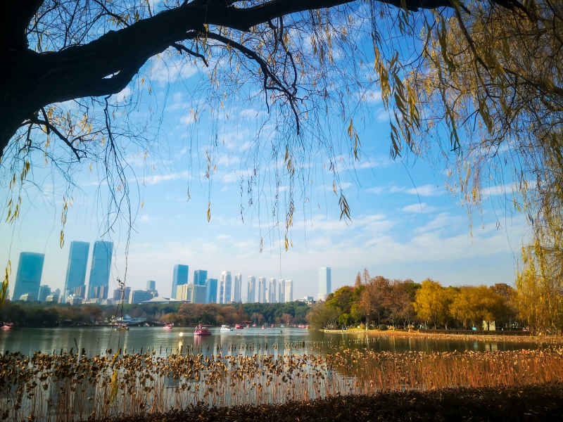 蓝天下秋天枯黄树叶植物摄影图  