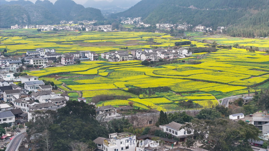 航拍油菜花盛开  美丽乡村 9