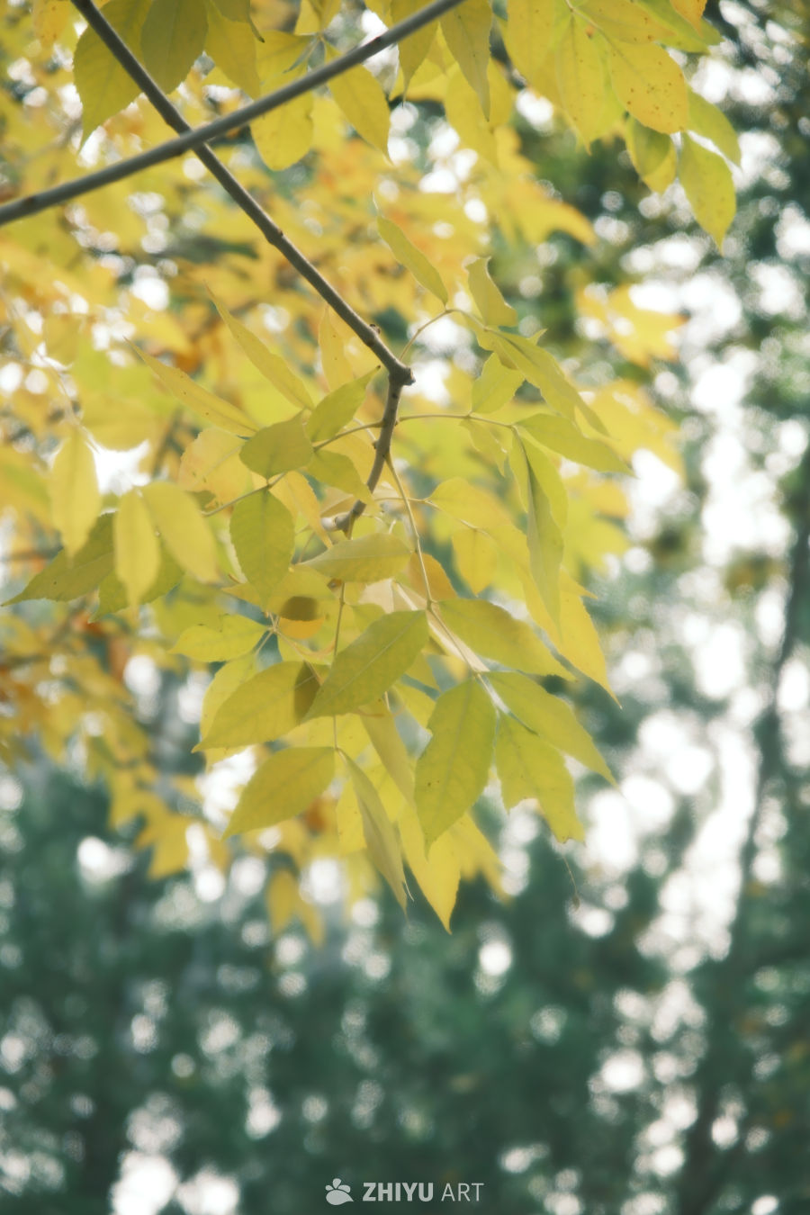 银杏 5