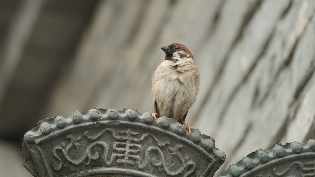自然界中可爱的麻雀飞禽 9