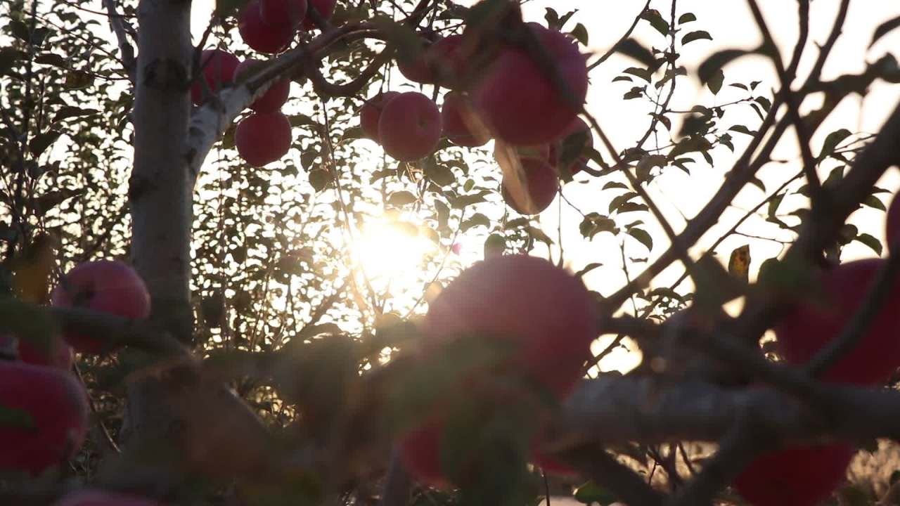 洛川苹果，果蔬，新鲜果蔬