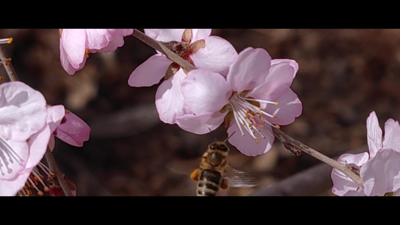 蜜蜂采蜜