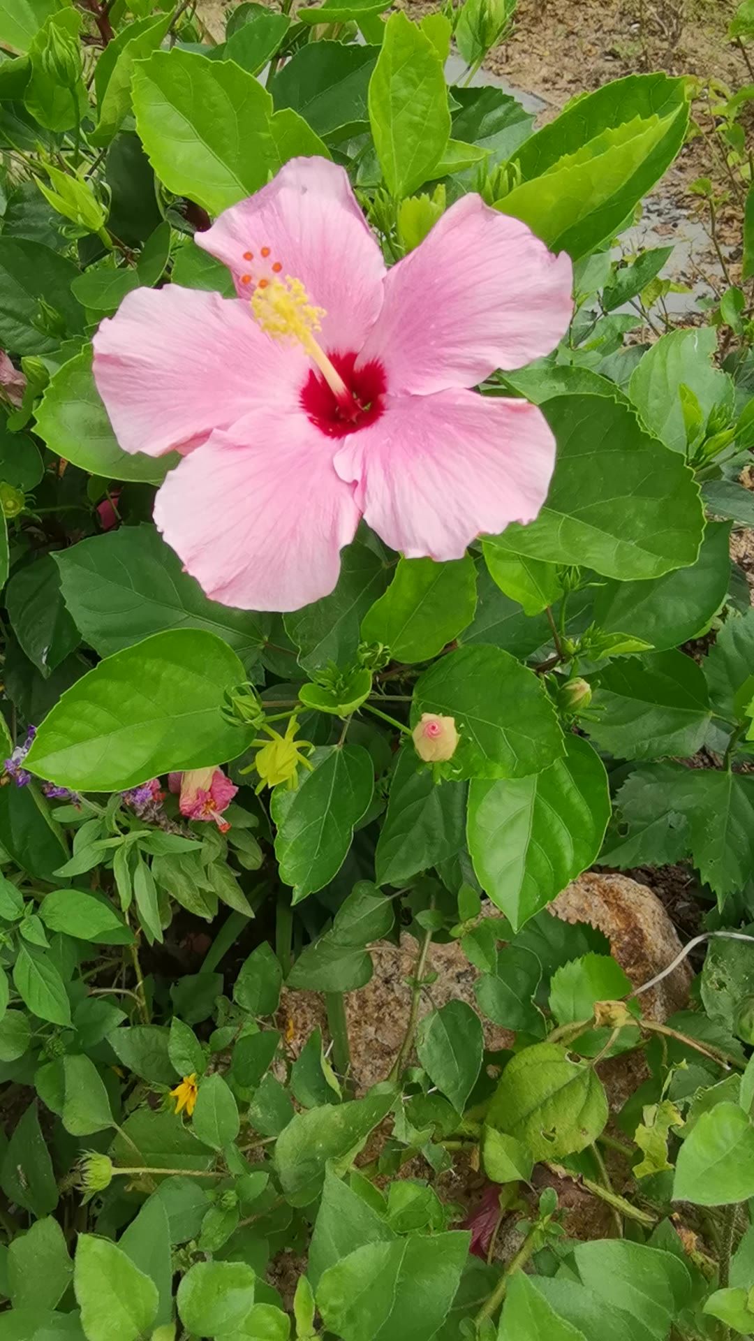 阳光下的花