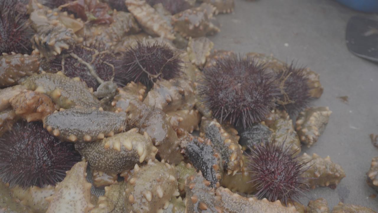 渔船捕捞海产现场