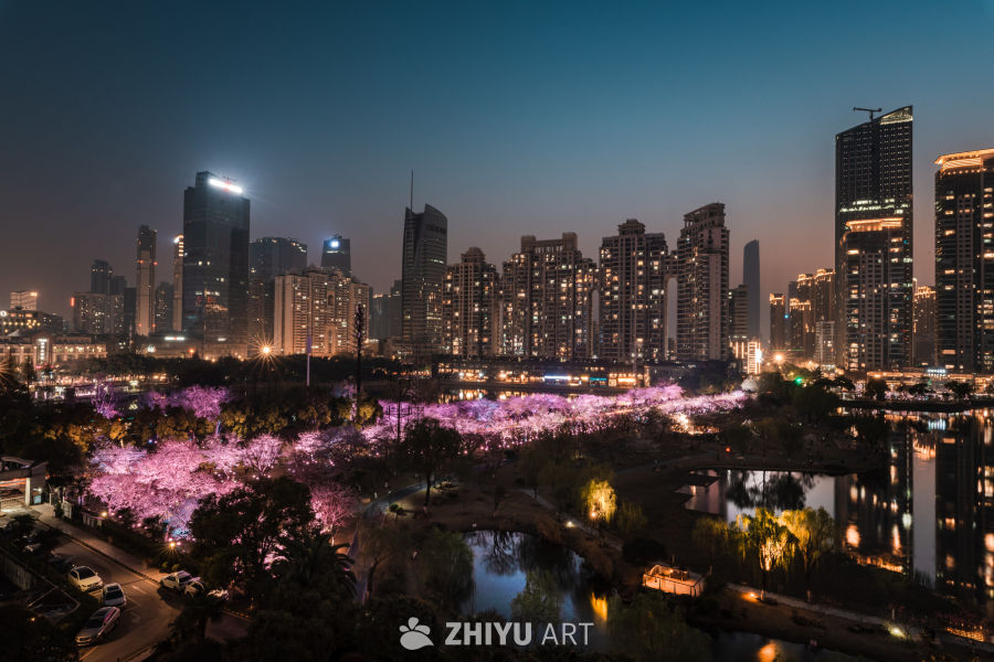 武汉西北湖樱花夜景
