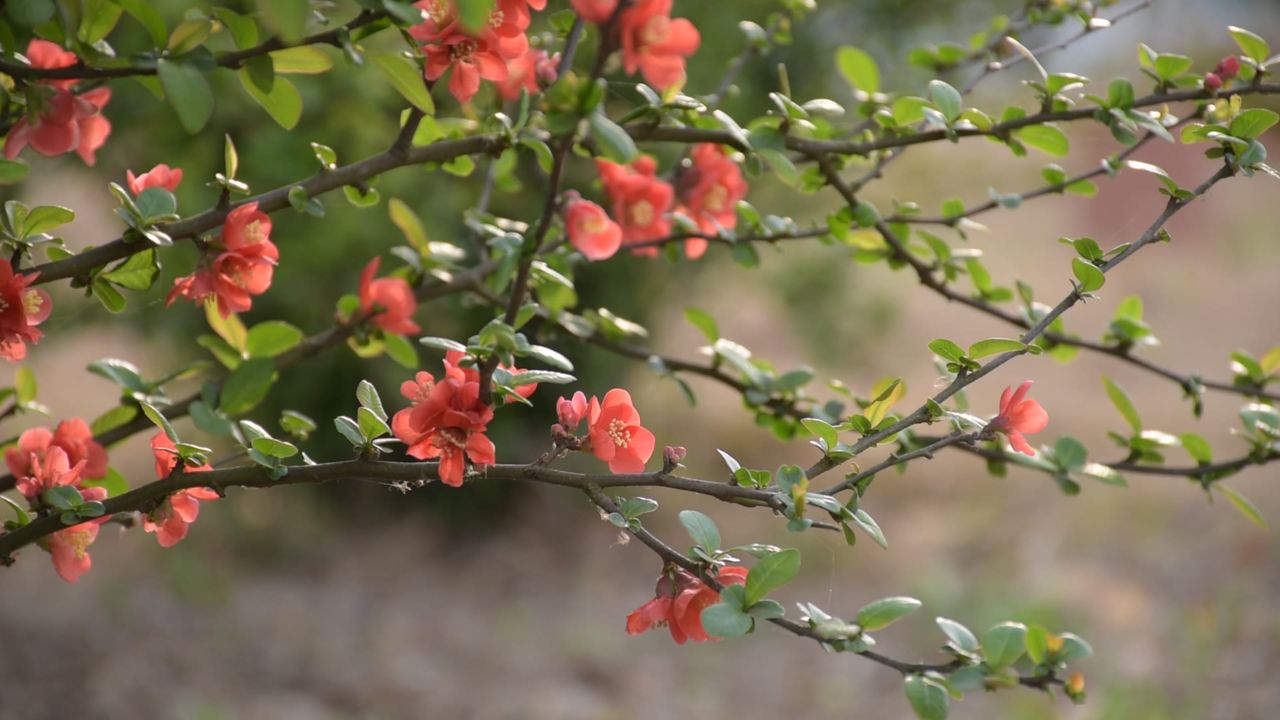 花草植物