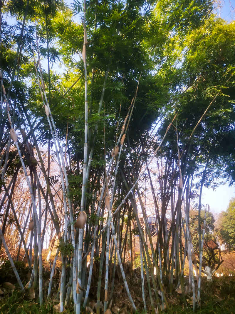 竹林竹叶植物摄影图 
