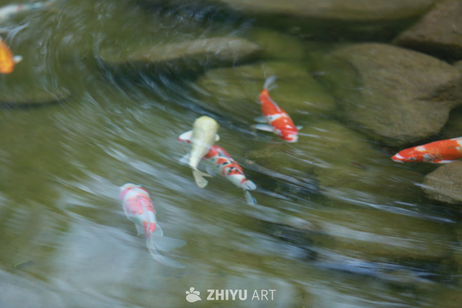锦鲤游动