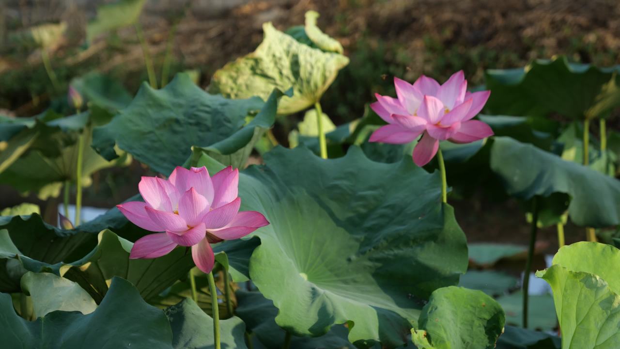 荷花 7