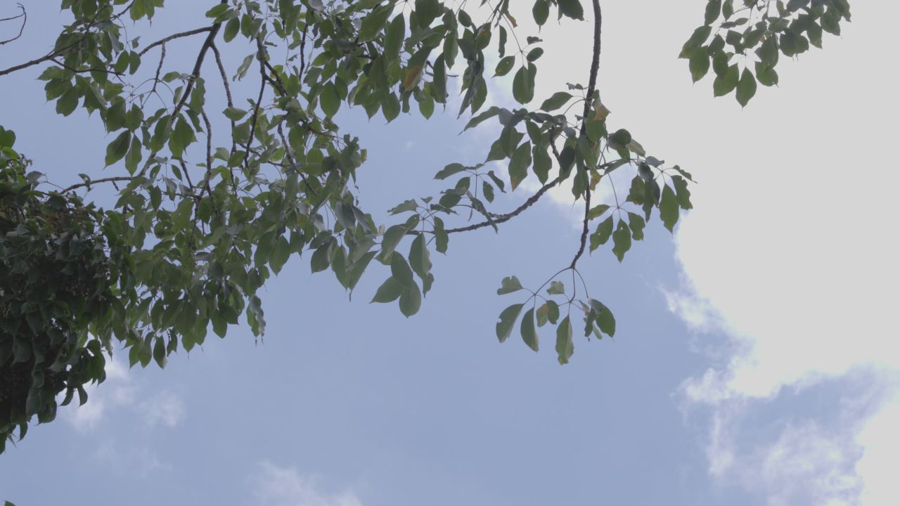 4Kclog3蓝天白云树荫下 1
