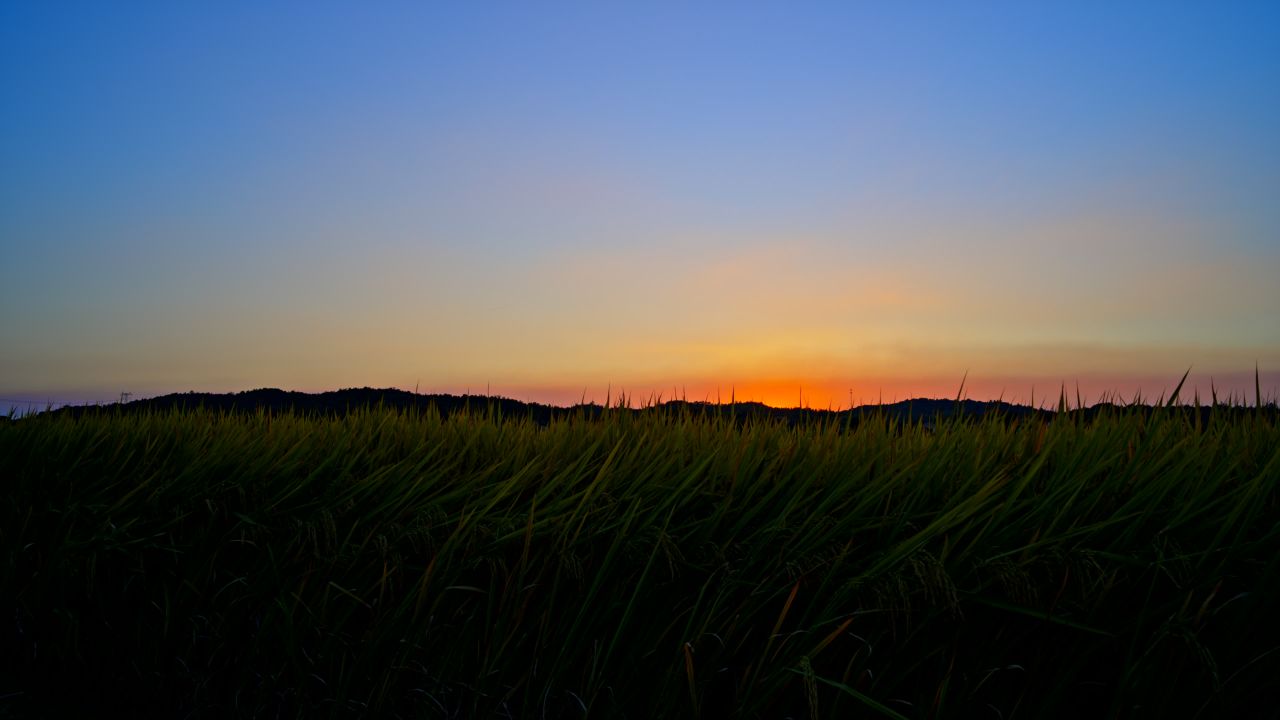 傍晚黄昏时分的稻田实拍空境