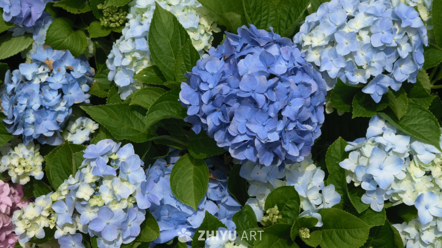 夏日里盛开的绣球花
