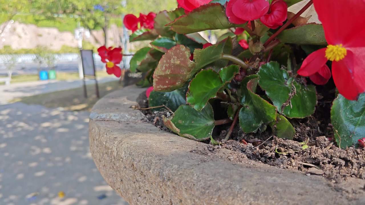 4K公园花坛四季海棠