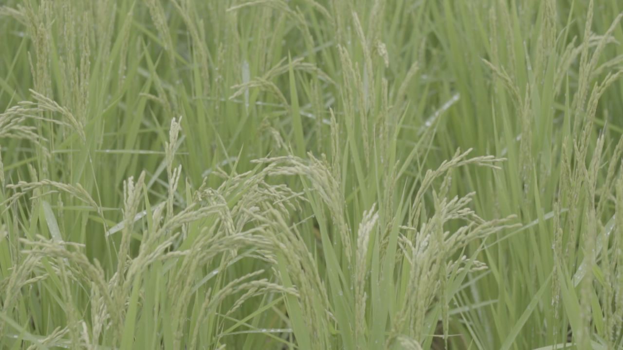 五常稻花香大米 30