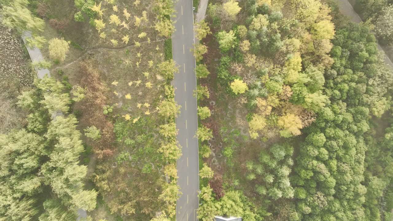 森林中的小路